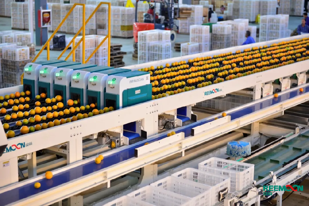 今日贛州市贛南臍橙協(xié)會公布贛南臍橙的正式采摘時間為11月10日,截止到2019年,贛州市臍橙種植面積163萬畝、產(chǎn)量125萬噸。打造贛南臍橙品牌產(chǎn)業(yè),讓贛南臍橙走出去,是近年來贛州市的重點工作,樹立品牌的重點之一就是確保產(chǎn)品品質(zhì)的穩(wěn)定性。因此,臍橙的采后處理極其重要。綠萌臍橙分選線能夠?qū)δ毘茸鼍?xì)化分選,針對臍橙