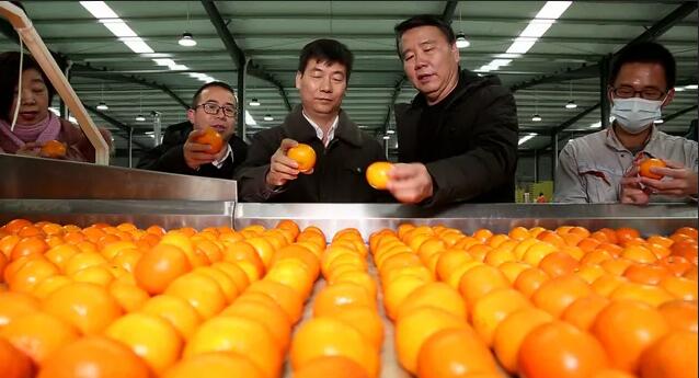 綠萌分選設備助力來賓柑橘實現標準化走向世界 名特優農產品(圣鮮果業)產銷對接發車儀式。 12月17日,來賓市舉行名特優農產品(圣鮮果業)產銷對接發車儀式,首批125噸優質砂糖橘、沃柑從來賓市國家現代農業產業園出發,運往新加坡、韓國、印度尼西亞及深圳等國內外市場。 名特優農產品(圣鮮果業)的沃柑。 當前正值