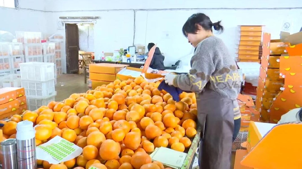 水果分選,提高效益!浙江溫嶺建成首條水果無損檢測分級流水線 眼下正是柑橘名果“紅美人”大批量上市期。這幾日,東浦農業開發有限公司東浦現代農業產品中心正在調試我市首條水果無損檢測分級流水線。該流水線不僅能區分果實大小、輕重,還能通過激光、紅外光譜,分辨出果實有無擦傷等瑕疵