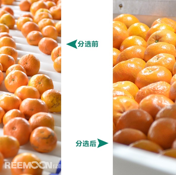 桂林興安引入綠萌沃柑智能分選線,給沃柑“做CT”,實現(xiàn)自動化、智能化分揀,讓效率翻一番、效益翻一番。嚴格把控沃柑品質(zhì),持續(xù)為消費者輸送質(zhì)量穩(wěn)定的成品。