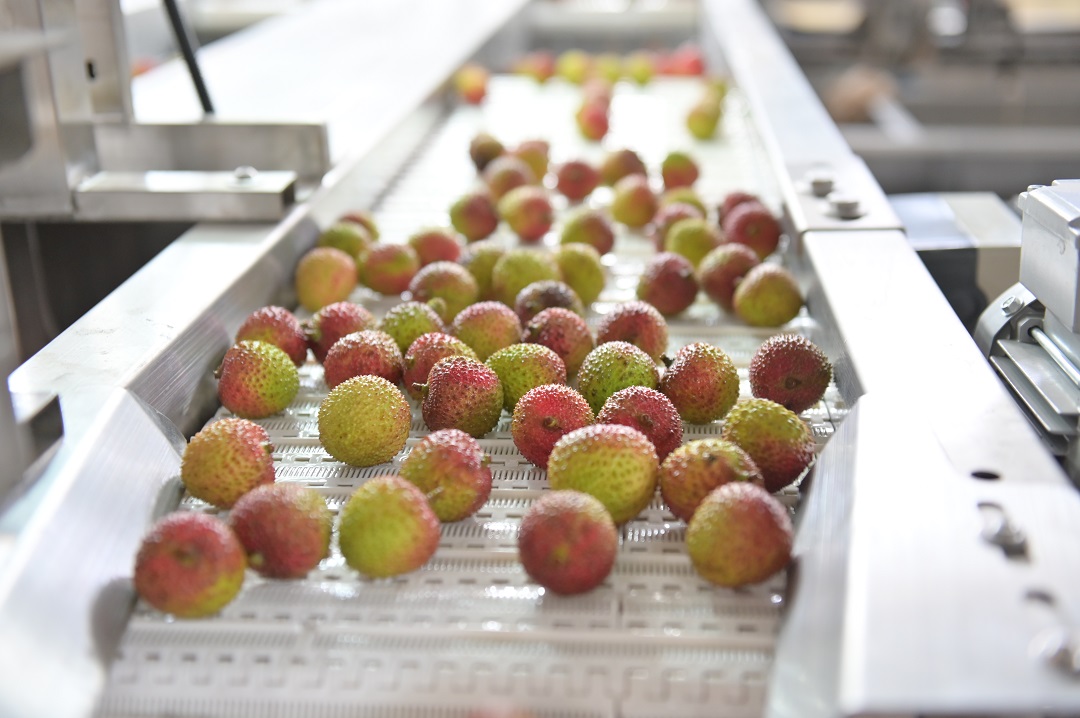 1621854596597807.jpg 荔枝4.jpg