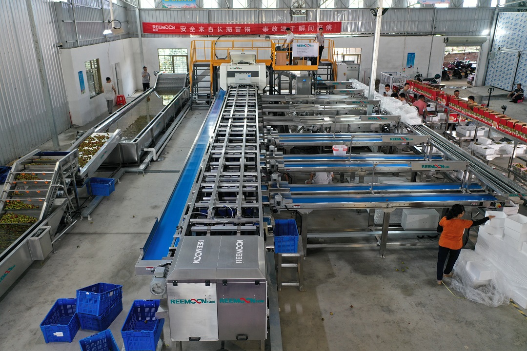 1621854620308078.jpg 荔枝分選3.jpg