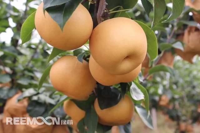蘋果和梨作為我國的傳統水果,其種植面積一直很大,前者產量為4000多萬噸,后者產量近2000萬噸。只不過近年來它們的命運并不是太好,價格迎來了持續低迷。就拿蘋果來說,今年年初至今一直低迷不振,庫存蘋果5月份時已跌至5毛左右,6月份時跌到2-3毛一斤,8月份時更是以1-2毛賤價賣給榨汁廠。而受庫存蘋果的爛市,早熟蘋果價