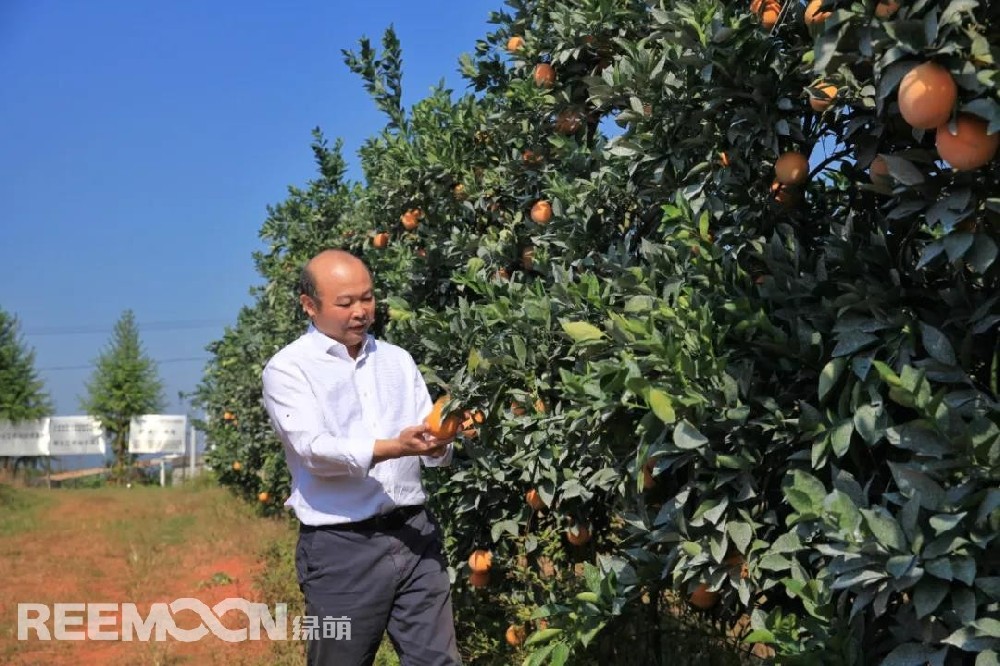江西綠萌科技控股有限公司董事長(zhǎng)朱壹我是第3次造訪綠萌位于江西省信豐縣大阿鎮(zhèn)的現(xiàn)代農(nóng)業(yè)科技示范基地。與前幾次來(lái)的時(shí)間不同,這趟過(guò)來(lái)恰逢果實(shí)成熟期。我們品嘗了幾個(gè)品種,口感都非常好。尤其是我最?lèi)?ài)的“雞尾葡萄柚”,糖度普遍在13%以上,風(fēng)味令人記憶深刻。“現(xiàn)在除了臍橙和‘雞尾葡萄柚’,還有其他適合的品種