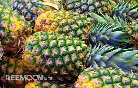 即將到來(lái)的3-5月是菠蘿大量成熟的季節(jié),但是本月中旬已有幾十家采購(gòu)商應(yīng)邀前往徐聞考察,帶動(dòng)起一波菠蘿采購(gòu)潮。2月12日,徐聞縣向全球采購(gòu)商發(fā)出《來(lái)自“菠蘿的海”的信》引發(fā)熱烈反響。十多家境內(nèi)外媒體紛紛轉(zhuǎn)發(fā)點(diǎn)贊,不少外地采購(gòu)商“搶鮮”登門(mén)。短短3天時(shí)間,已經(jīng)有來(lái)自遼寧、山東、山西、陜西、四川、河南、上海等地的