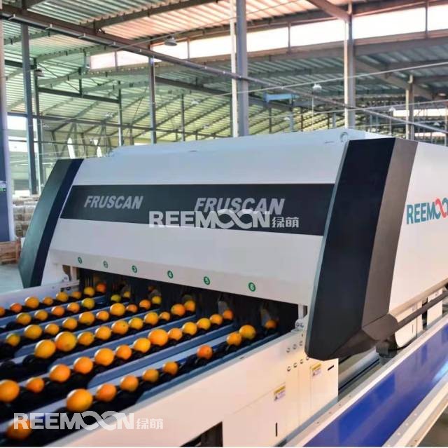 智能化分揀可以做到何種程度?水果果徑可以精確到毫米,重量可精確到0.5克,這是江西綠萌科技控股有限公司(以下簡(jiǎn)稱“綠萌”)給出的答案。在廣東德慶,一筐筐柑橘通過標(biāo)準(zhǔn)化處理運(yùn)往全國(guó)各地,色澤鮮艷、窩底完整、表皮光滑、個(gè)頭均勻、口感最佳,增強(qiáng)了“德慶貢柑”品牌軟實(shí)力;在廣西興安,一顆顆沃柑通過數(shù)字化光譜分選