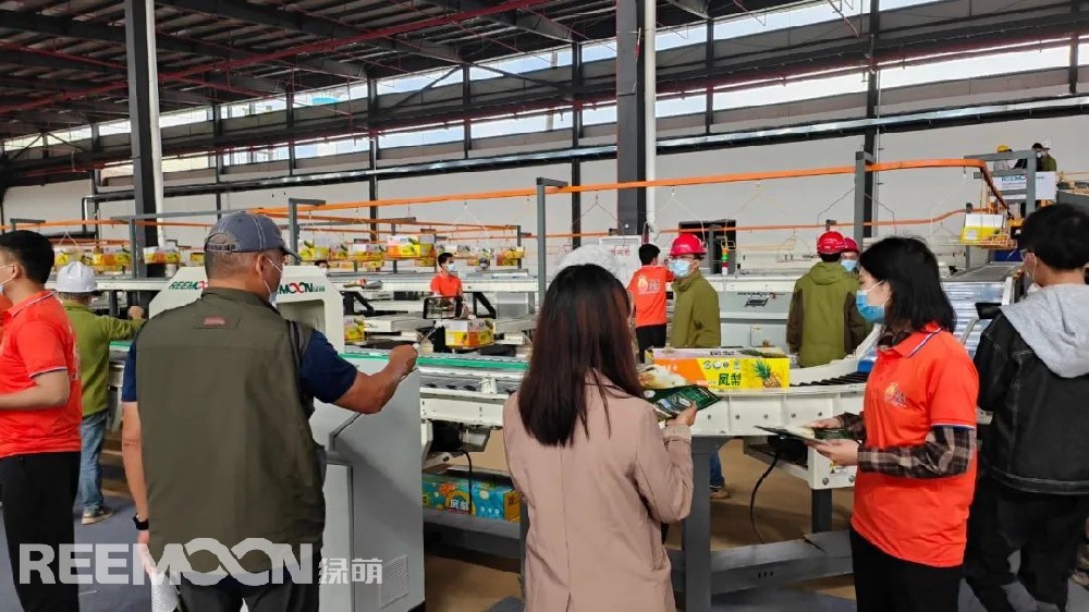 機(jī)器人上料、水洗、烘干、內(nèi)部品質(zhì)檢測(cè)、裝箱……伴隨著菠蘿分選設(shè)備 “繁忙喧鬧”的運(yùn)行景象,2022年廣東“菠蘿的海”百千田頭直播開鑼暨全球采購商大會(huì)在廣東徐聞RECP菠蘿國(guó)際交易中心同步進(jìn)行。廣東省徐聞縣地處中國(guó)大陸最南端,被稱為“中國(guó)菠蘿之鄉(xiāng)”, 有“菠蘿的海”美譽(yù),全縣種植面積達(dá)35萬畝,年產(chǎn)量約70萬噸,被