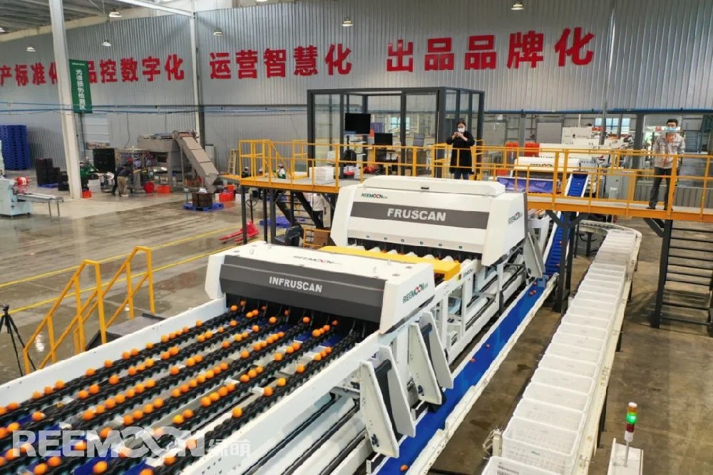 沃野千里綠,果園萬木春。在南寧正欣農(nóng)業(yè)的長(zhǎng)平沃柑果園內(nèi),一壟壟果樹整齊地排列于地頭,一顆顆成熟的沃柑在綠葉的映襯下,顯得格外鮮艷誘人。采摘人員在果園內(nèi)來回穿梭,忙著將成熟的沃柑摘下、裝箱。據(jù)悉,該果園的每一顆沃柑都利用GPS定點(diǎn)種植,采用寬行窄距的種植模式,在便于機(jī)械化操作的同時(shí),確保每顆沃柑都能充分享