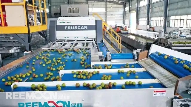 一箱箱青紅相間的妃子笑整齊排列等待分選,箱子翻轉(zhuǎn)后準確地落入清水中,清洗、3-5度冷水預冷保鮮、按照不同標準分選打包,經(jīng)冷鏈配送后精準地送至不同需求的人手中。這里是廣東省茂名市高州小蜂嗡嗡數(shù)字農(nóng)業(yè)產(chǎn)業(yè)園。每日都有大量的荔枝在這里經(jīng)分選、包裝好后運往全國各地。跨界農(nóng)業(yè)搭建橋梁拓渠道“我以前是做家電的,在九