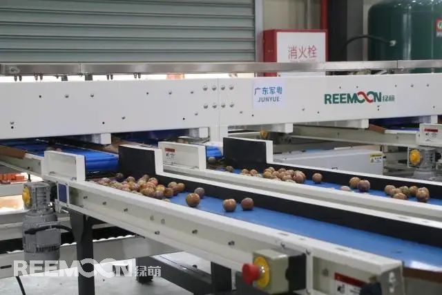 1655975758164783.jpg 綠萌錢排李分選線.jpg