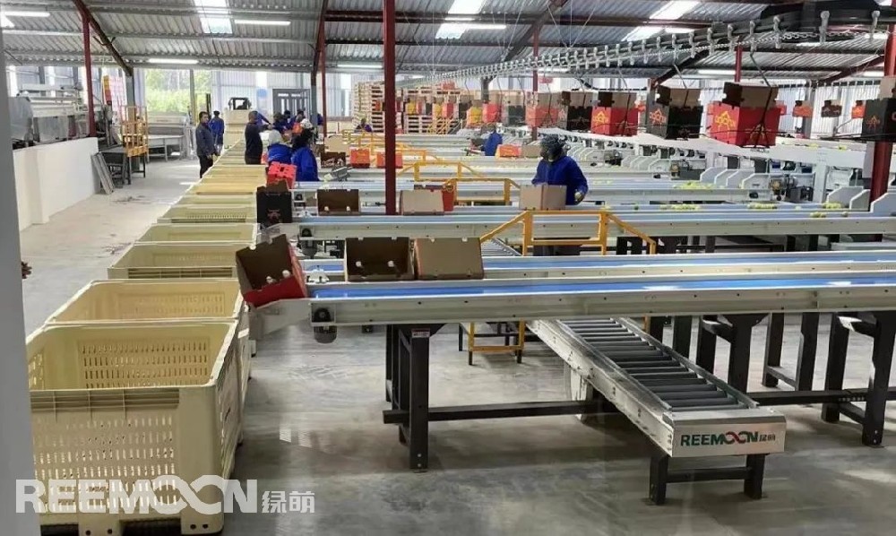 南非時(shí)間6月17日18:30，金豹果業(yè)基地屬下的金豹包裝廠舉行了隆重的開業(yè)典禮，經(jīng)歷整整6年的籌備，金豹包裝廠終于在一眾嘉賓的關(guān)注下迎來它的“處女秀”。金豹果業(yè)基地運(yùn)營經(jīng)理內(nèi)維爾·史密斯（Neville Smith）、博達(dá)果業(yè)（香港）有限公司代表皮爾尼夫·施密特（Pierneef Smit）出席了典禮并發(fā)表致辭，金豹果業(yè)的姐妹公司南非