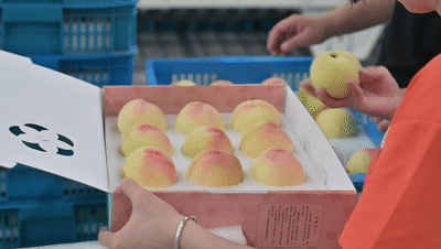 1657684350159774.gif 包裝.gif