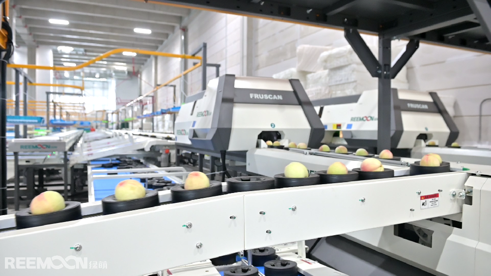 夏季好“豐”景,甜蜜好時(shí)光。在這個(gè)瓜果飄香的季節(jié)，奉化“歡喜奉桃”在眾多水果中C位出道。表面吹彈可破、色澤粉中透紅、輪廓飽滿圓潤、桃尖小巧精致，是“歡喜奉桃”的最基本的外觀標(biāo)準(zhǔn)。但隨著消費(fèi)者對水果品質(zhì)的要求越來越高，保證水果品質(zhì)的穩(wěn)定性變得至關(guān)重要，這也成為了“歡喜奉桃”品牌運(yùn)營商奉化農(nóng)商發(fā)展集團(tuán)所面