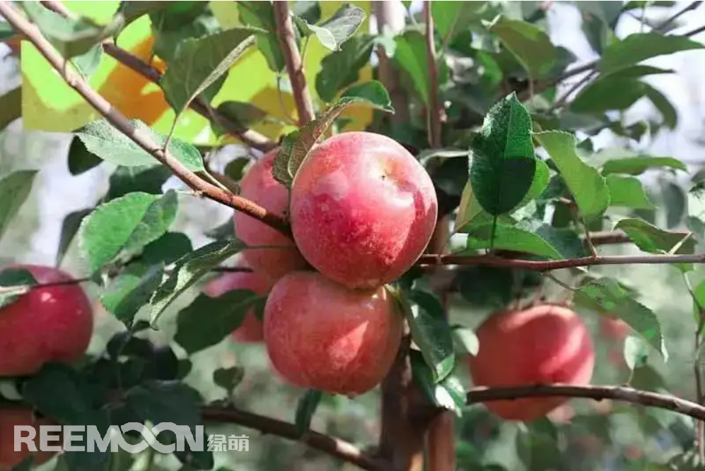 1663030254180603.png 蘋果.png