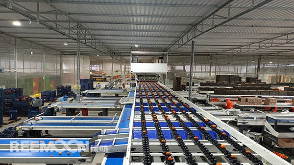 秋意漸濃, 橘香四溢。秘魯最大的冷庫制造商Friopacking投資新建的加工廠里熱鬧不凡,綠萌Fruscan S7柑橘分選設備正火力全開。據(jù)悉,F(xiàn)riopacking投資的公司Packing del Carmen主要加工柑橘和牛油果。與綠萌的結(jié)緣也是得益于南非與智利客戶的大力推薦。在經(jīng)過與多家分選設備生產(chǎn)商比對以及與綠萌工程師溝通后,Packing del Ca