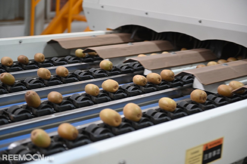 陜西周至縣南依秦嶺,北臨渭水,日照充足,雨水充沛,土壤肥沃,周至獼猴桃細膩多汁、酸甜可口,周至縣也是世界公認的獼猴桃最佳優(yōu)生區(qū)和最大的生產(chǎn)基地之一。近年來,周至縣大力發(fā)展獼猴桃產(chǎn)業(yè),獼猴桃已發(fā)展成為周至縣全面推進鄉(xiāng)村振興的特色主導(dǎo)產(chǎn)業(yè)。以陜西楊氏農(nóng)業(yè)發(fā)展有限公司(以下簡稱“楊氏農(nóng)業(yè)”)為典型的企業(yè),