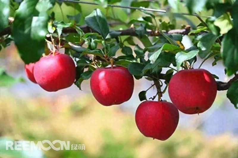 中國(guó)是世界上最大的蘋(píng)果生產(chǎn)國(guó),也是全球最大的蘋(píng)果消費(fèi)國(guó)。每年的7-9月是蘋(píng)果大量采摘上市的季節(jié),蘋(píng)果產(chǎn)地分布范圍廣,河北、山東、陜西、山西、甘肅、新疆等地區(qū)均大量種植,年產(chǎn)量超過(guò)4000萬(wàn)噸。中國(guó)的蘋(píng)果產(chǎn)業(yè)鏈較為完整,涵蓋了種植、采摘、分選、包裝、加工和銷(xiāo)售等環(huán)節(jié)。蘋(píng)果采后分選實(shí)現(xiàn)了蘋(píng)果品質(zhì)標(biāo)準(zhǔn)化處理,提高