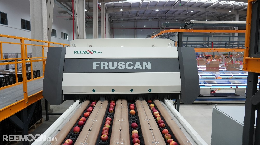 8月的烏蒙山區(qū),沉甸甸的蘋(píng)果掛滿(mǎn)枝頭,這里是云南省昭通市魯?shù)榭h,中國(guó)南方優(yōu)質(zhì)蘋(píng)果的生產(chǎn)基地。這里地處烏蒙山區(qū)腹地海拔1950米至2200米,被譽(yù)為“蘋(píng)果之城”。低緯度、高海拔的高原氣候類(lèi)型,是蘋(píng)果最佳種植區(qū)。光照充足,土質(zhì)肥沃,晝夜溫差大,產(chǎn)出的蘋(píng)果色澤鮮艷、甜酸適度、肉質(zhì)細(xì)膩、鮮嫩多汁。眼下,正是昭通蘋(píng)果大