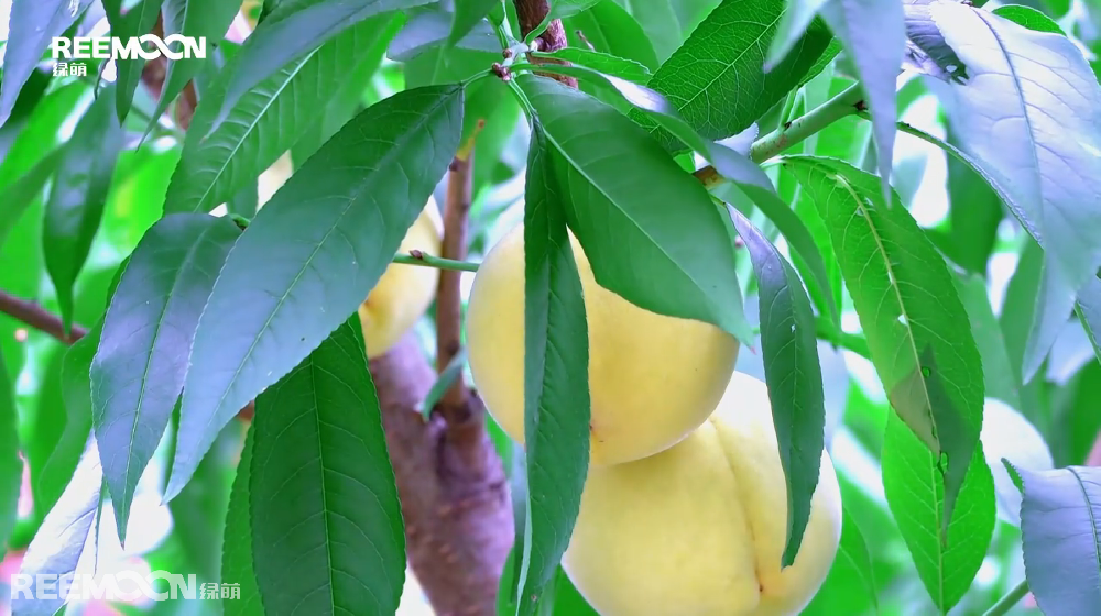 初秋時(shí)節(jié)，德新鎮(zhèn)的高山生態(tài)黃桃也迎來了大量成熟上市的季節(jié)，滿園桃樹枝葉繁茂，一顆顆拳頭大小的黃桃掛滿枝頭，陣陣桃香令人“桃”醉。負(fù)責(zé)采摘的工人們穿梭在桃林間，正忙著將成熟的黃桃采收、裝筐、運(yùn)輸。德新鎮(zhèn)位于貴州省黔南州貴定縣，環(huán)境優(yōu)越，雨量充沛，氣候溫和，是高山生態(tài)黃桃種植的最佳適宜區(qū)，產(chǎn)出的黃桃以皮