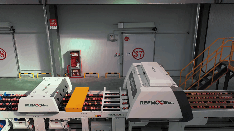 1698984120199921.gif 分選流程.gif