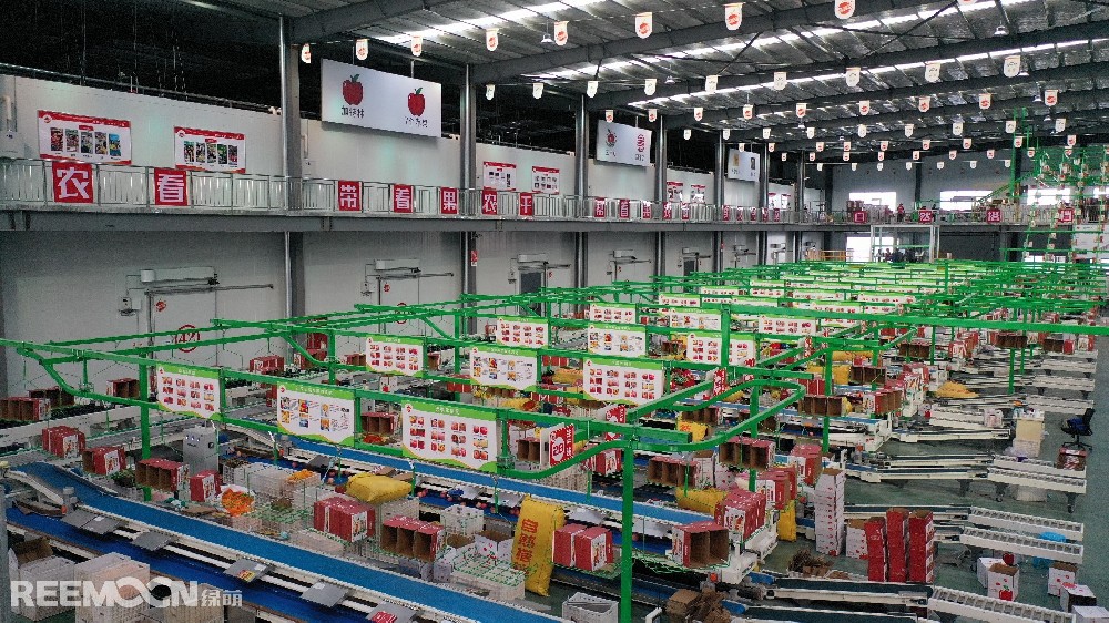 6月11日,走進洛川縣蘋果現代產業園區,在延安自然搭檔農業發展有限公司智能分選車間,機械轟鳴,人頭攢動,幾十名工人有條不紊地在分選線上忙碌著。一個個色澤紅潤、大小勻稱的蘋果,正通過圓形硅膠托盤運上智能選果線,經過檢測通道依次歸位,按照重量、甜度等被分成數個等級。工人們麻利地把分級后蘋果擺放至果箱內,進行