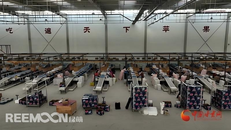 “這個綠萌‘呵福式’智能四通道一體自動化分揀包裝生產線剛安裝上就投入使用,高效便捷。幫我們完成對尼泊爾出口的300噸蘋果分揀包裝。”靜寧蘋果產地冷鏈物流園運營團隊負責人孫杰錕在剛剛建成投入使用的分選車間邊忙向記者解說。“目前就分揀車間創造就業崗位三百多個,其中包裝工約300人、檢果工50人、裝卸工20人,為周