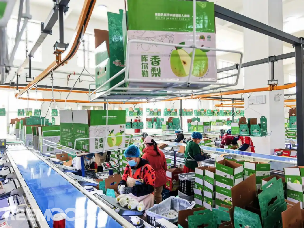 每個香梨都被放在專屬的小托盤里,從傳送帶上“走”到電腦稱重的“過道”里,被分為180克以上、160克至180克、140克至160克、120克至140克、100克至120克等各個規格,分為不同級別后,一個個香梨“躺”著被電腦指令輸送到不同的級別通道中,順著傳送帶就送到了包裝工人的手邊,他們再一個個套上保鮮紙和發泡網,頭頂上傳送的